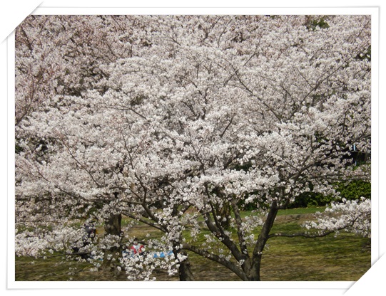 春日公園・桜