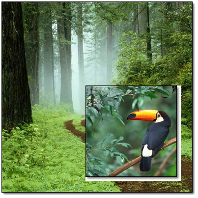 PhotoScape分割ー森に鳥