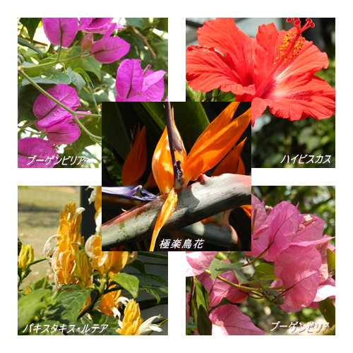 page-温室の花々