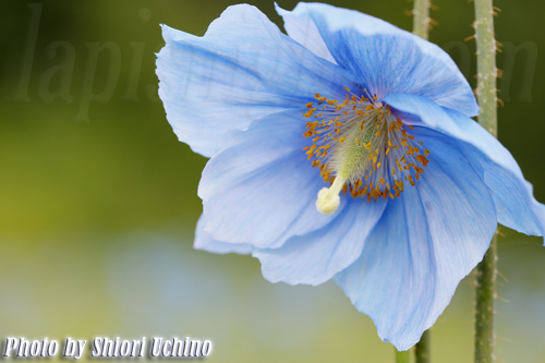 Blue Poppy 青いケシの花