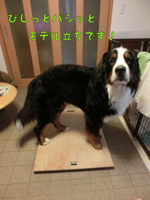 高評価！ ハンドメイド 大型犬用の体重計 改良版 犬用品 