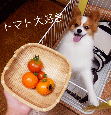 黄トマト