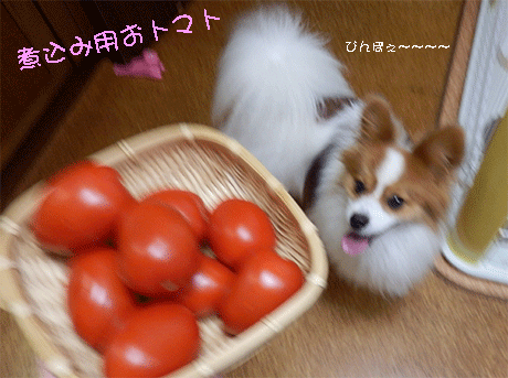 煮込み用のトマト