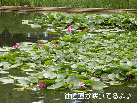 池には蓮の花が咲いてます