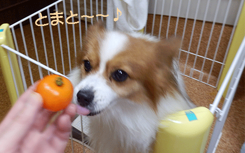 オレンジトマトよ♪