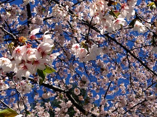 セントラルパーク桜#1