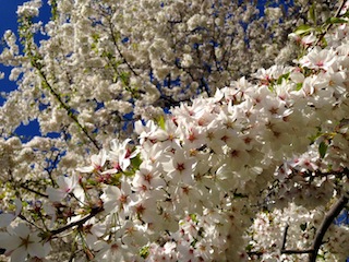 セントラルパーク桜#2
