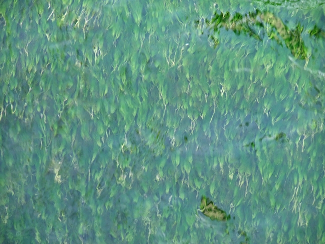 梅花藻で有名な地蔵川