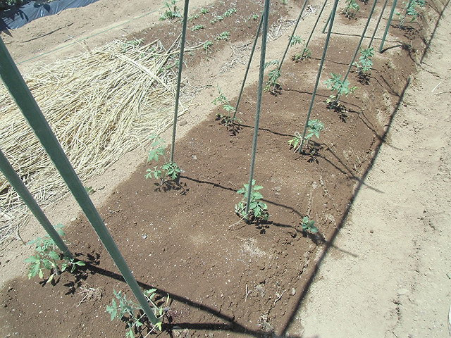 トマトの植え付け