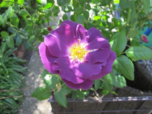 浜名湖花博2014　花美の庭　紫の薔薇