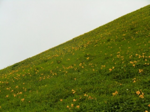 ニッコウキスゲの花畑