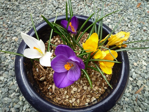球根植物の花 クロッカスは紫と白も開花