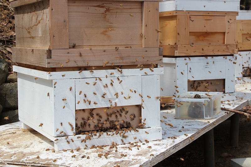 家を探すミツバチ