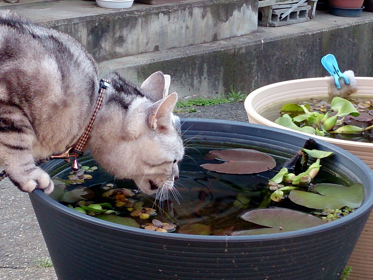 Water Lily on The Cat_20140506_03