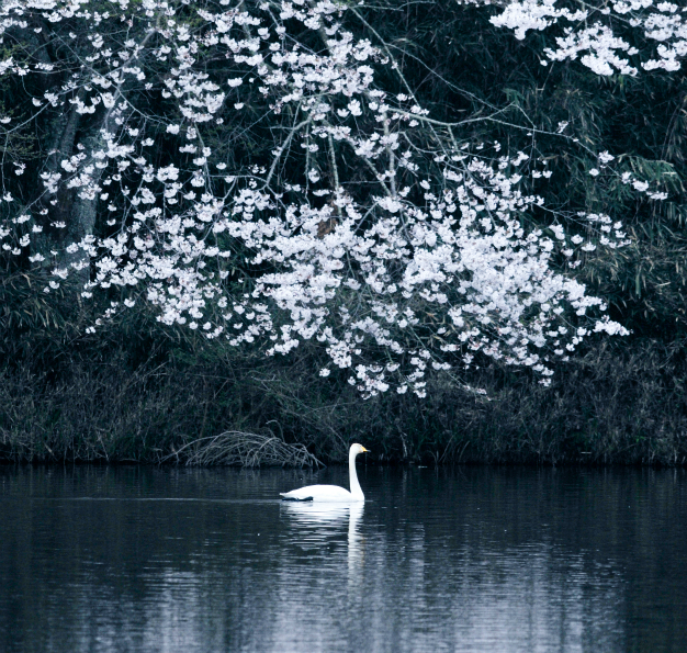 桜と白鳥