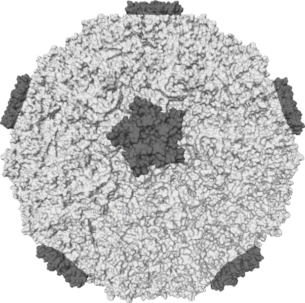 602px-Rhinovirus.png