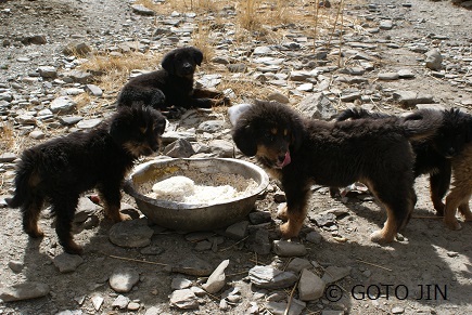チベット犬０７