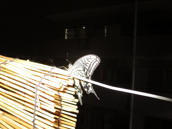夜の蝶２