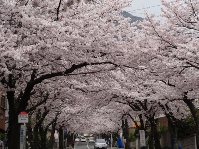 阿部山　桜