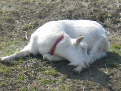 ［写真］ヤギのアランが、首をまるめてお昼寝しているところ