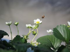 ［写真］ミツバチがみつけたいちごの花にとまったところ