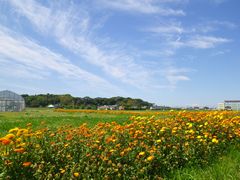 ［写真］キンセンカの花畑の様子