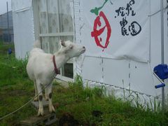 ［写真］受付ハウス正面入口にあるポレポレ農園ロゴマークをじっと見つめるヤギのアラン