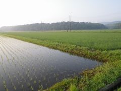 ［写真］早朝５時、農園前の田んぼの様子