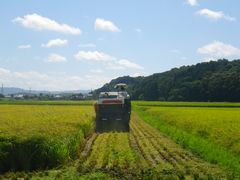 ［写真］農園前の田んぼの稲をコンバインが刈り取っているところ